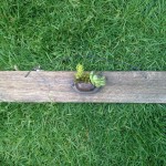 Drawer handle succulent planter