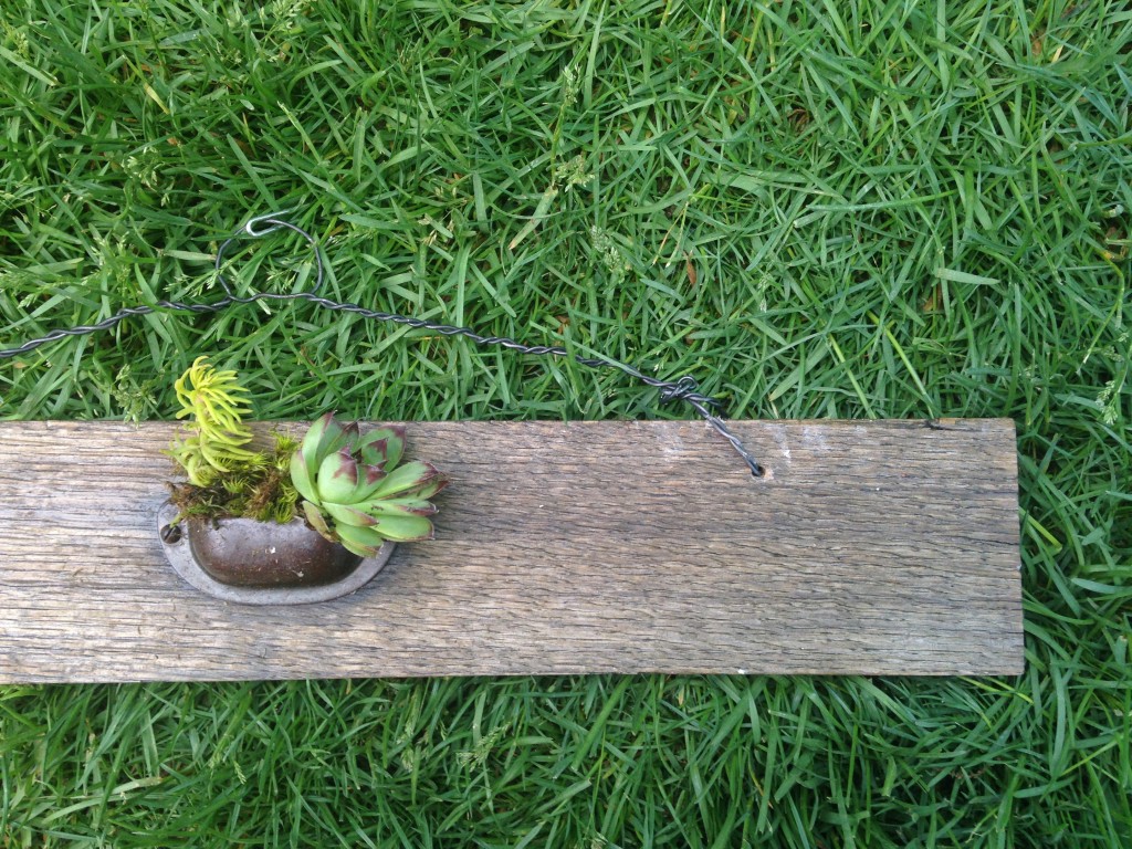 Drawer handle succulent planter