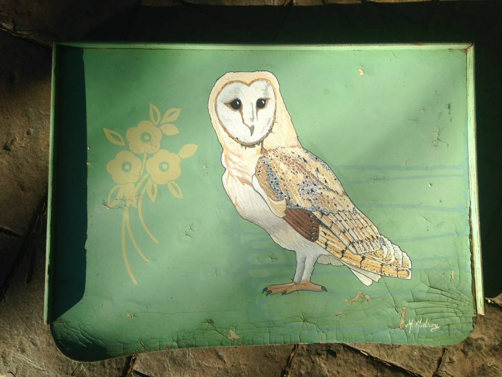 Barn Owl