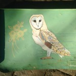 Barn Owl