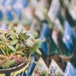 Succulent centerpiece