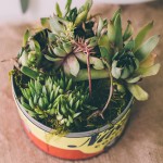 Succulent centerpiece in vintage coffee can